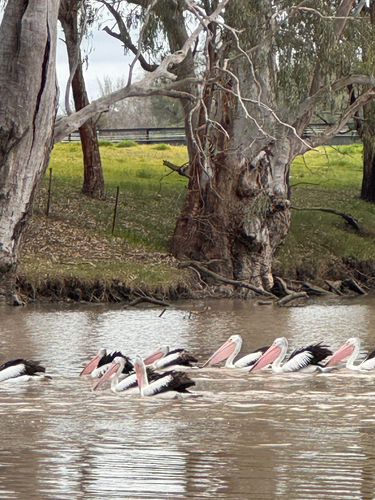 Australian Pelican