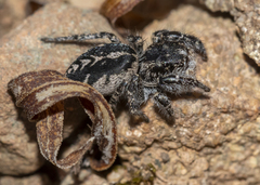 Pellenes peninsularis