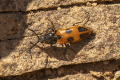 Anostirus vernalis