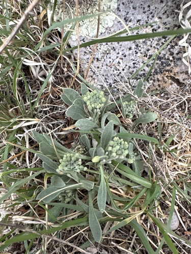 Fendler's bladderpod