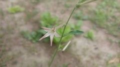 Nicotiana plumbaginifolia