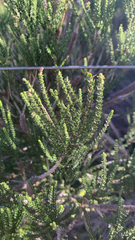 Melaleuca huegelii, photograph (c) Millie Brady, some rights reserved (CC BY)