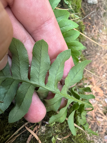 Polypodium hesperium, photograph 3