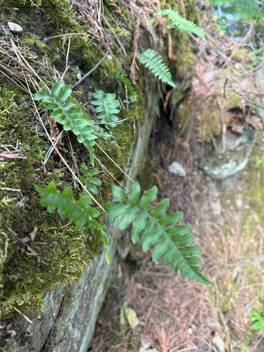 Polypodium hesperium, photograph 2