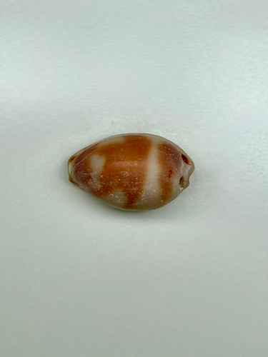 Bistolida ursellus observed 2026-07-25
