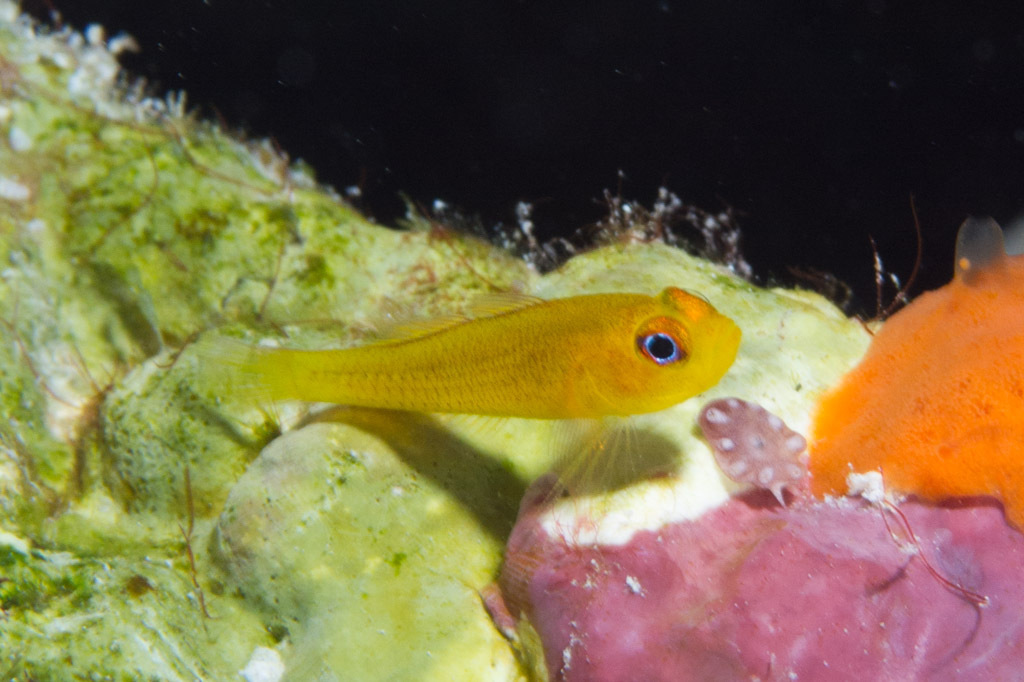 Helen Reef Pygmygoby