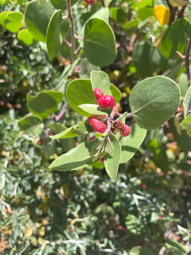 iNaturalist observation photo of Manzanita Leafgall Aphid