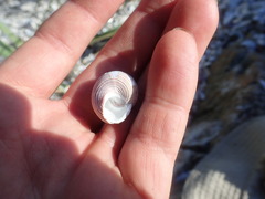 Calliostoma