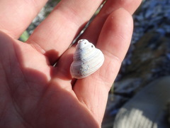Calliostoma