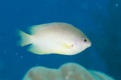 Pomacentrus amboinensis