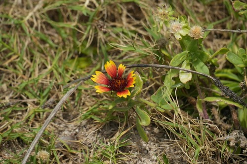 Gaillardia pulchella observed 2026-07-24
