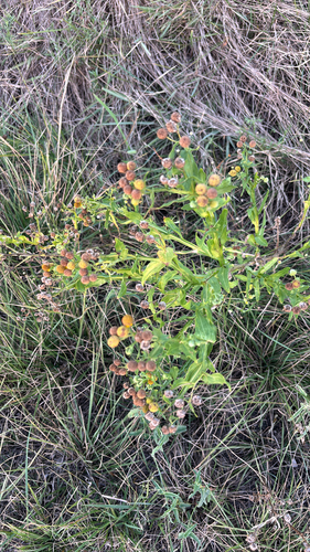 Smallhead Sneezeweed
