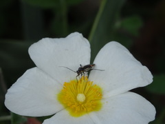 Capsodes sulcatus