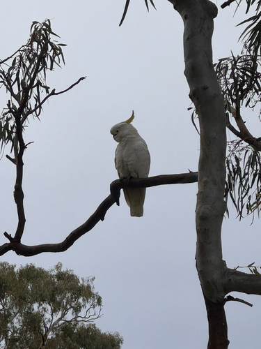 Sulphur-crested Cockatoo
