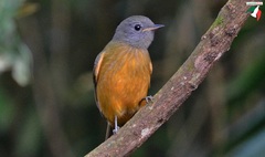 Mionectes rufiventris