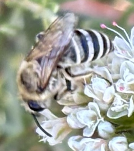Tansy Mustard Sweat Bee