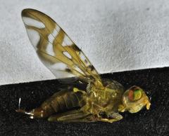 Strauzia longipennis