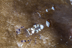 Ancylocaris brevicarpalis