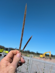 author not stated, no rights reserved Setaria sphacelata, photograph author not stated, no rights reserved
