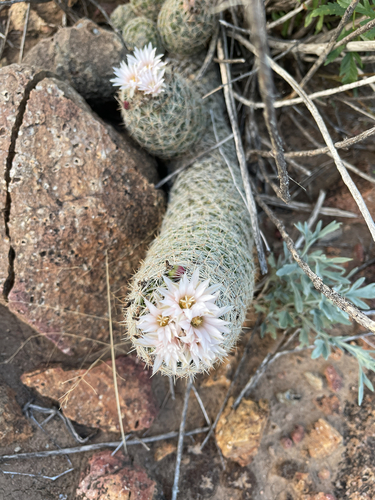 Whitecolumn Foxtail Cactus
