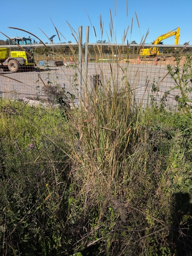 Setaria sphacelata, photograph 5