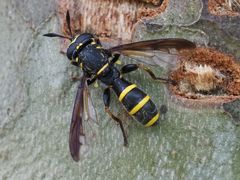 Sphiximorpha subsessilis