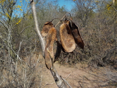 Fabaceae