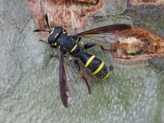 Sphiximorpha subsessilis