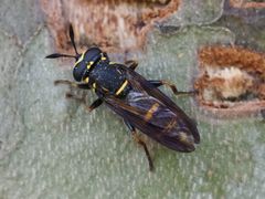 Sphiximorpha subsessilis