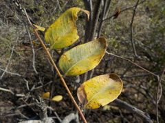 Fabaceae