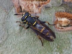 Sphiximorpha subsessilis