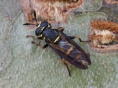 Sphiximorpha subsessilis