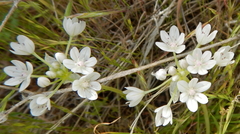 Allium hyalinum