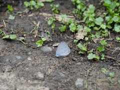 Celastrina lavendularis himilcon