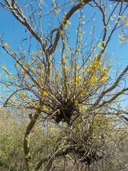Parkinsonia