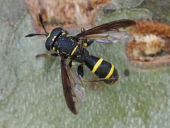 Sphiximorpha subsessilis