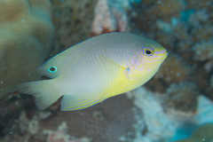 Pomacentrus amboinensis