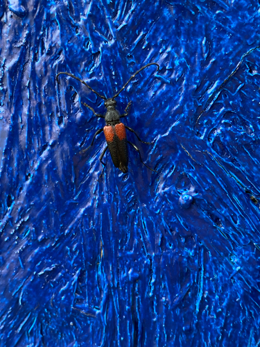 Red-shouldered Pine Borer