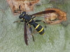 Sphiximorpha subsessilis