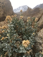 Ericameria cuneata cuneata