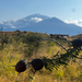 Acacia drepanolobium