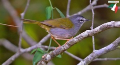 Myiothlypis leucoblephara