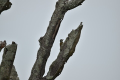 Chloropicus poecilolaemus