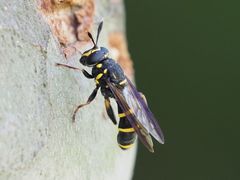 Sphiximorpha subsessilis