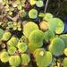 Amazon Frogbit - Photo (c) marcosserenal, some rights reserved (CC BY-NC)