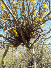 Parkinsonia