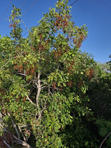 Metopium brownei, photograph 1