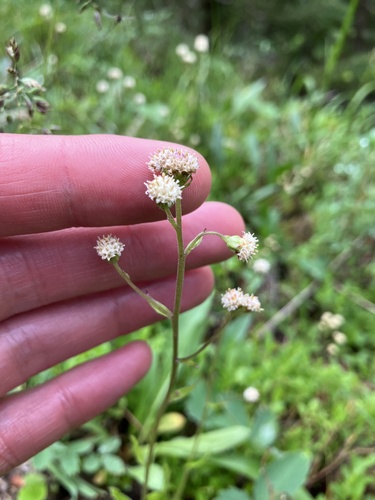 Antennaria racemosa, 2026-07-20