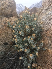 Ericameria cuneata cuneata