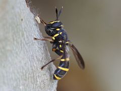 Sphiximorpha subsessilis